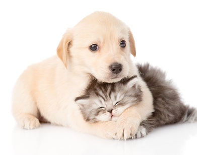 Hund und Katze umarmen sich